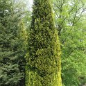 Chamaecyparis lawsoniana 'Grayswood Gold'